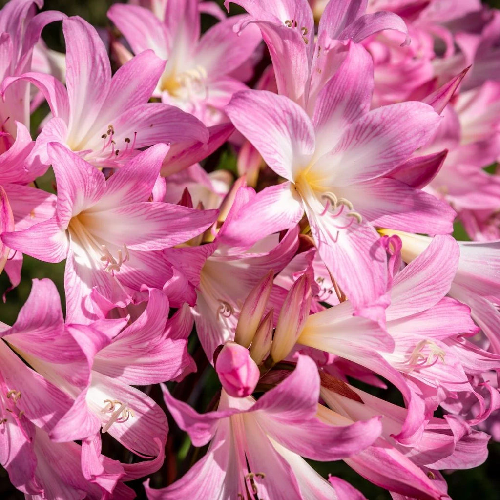 Rare & Exotic Winter Bulbs – GARDENING.co.za