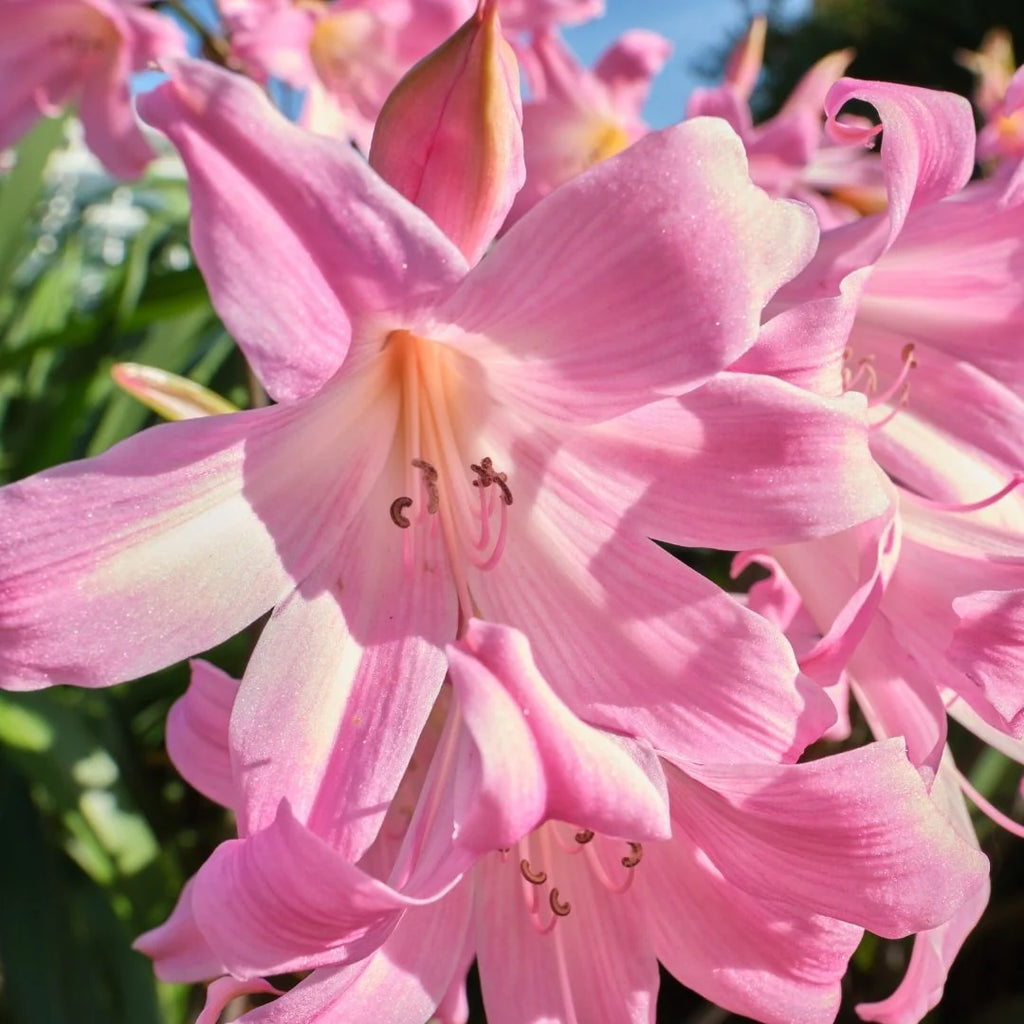 Amaryllis Flower Bulbs – GARDENING.co.za