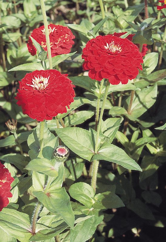 Zinnia Elegans Giant Deep Red