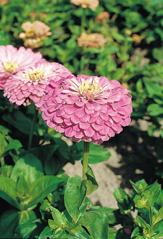 Zinnia Elegans Giant Lilac