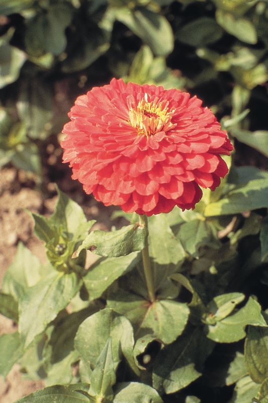 Zinnia Elegans Giant Coral