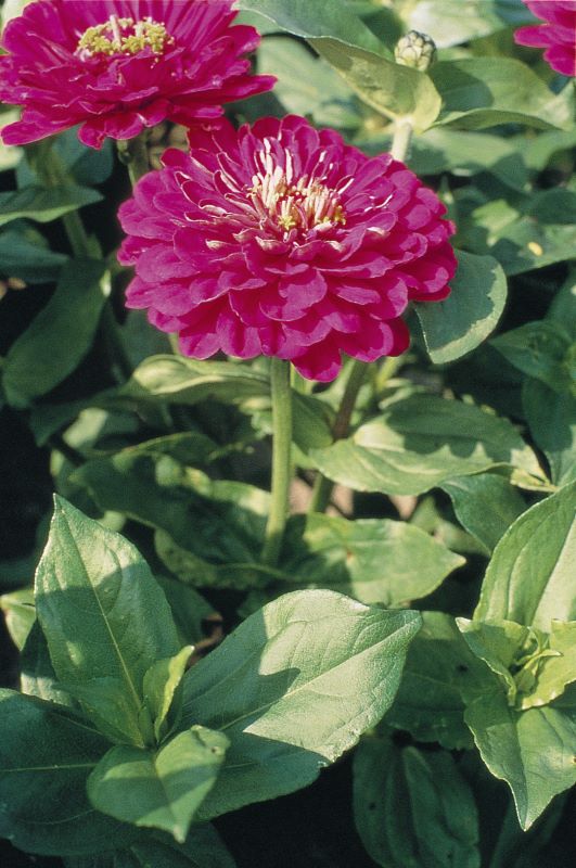 Zinnia Elegans Giant Purple