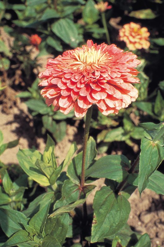 Zinnia Elegans Giant Salmon Rose