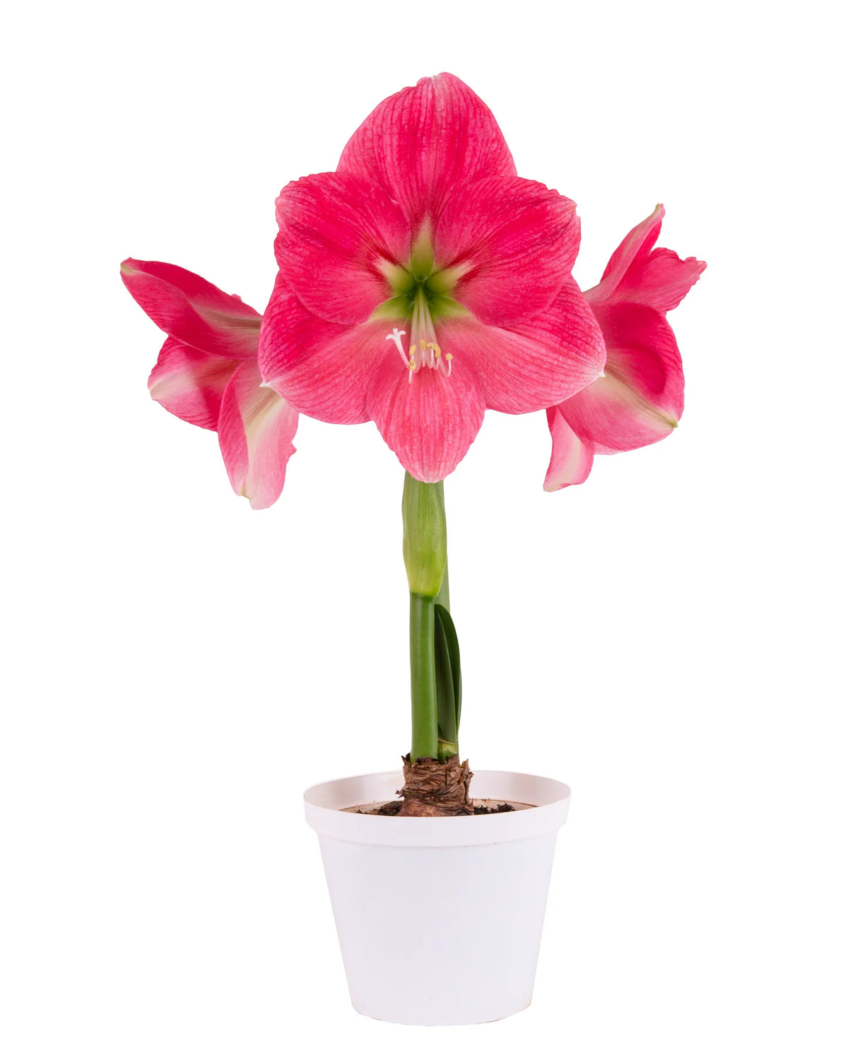 Hadeco Amaryllis Symphony Single - Breathless - 1 bulb pack