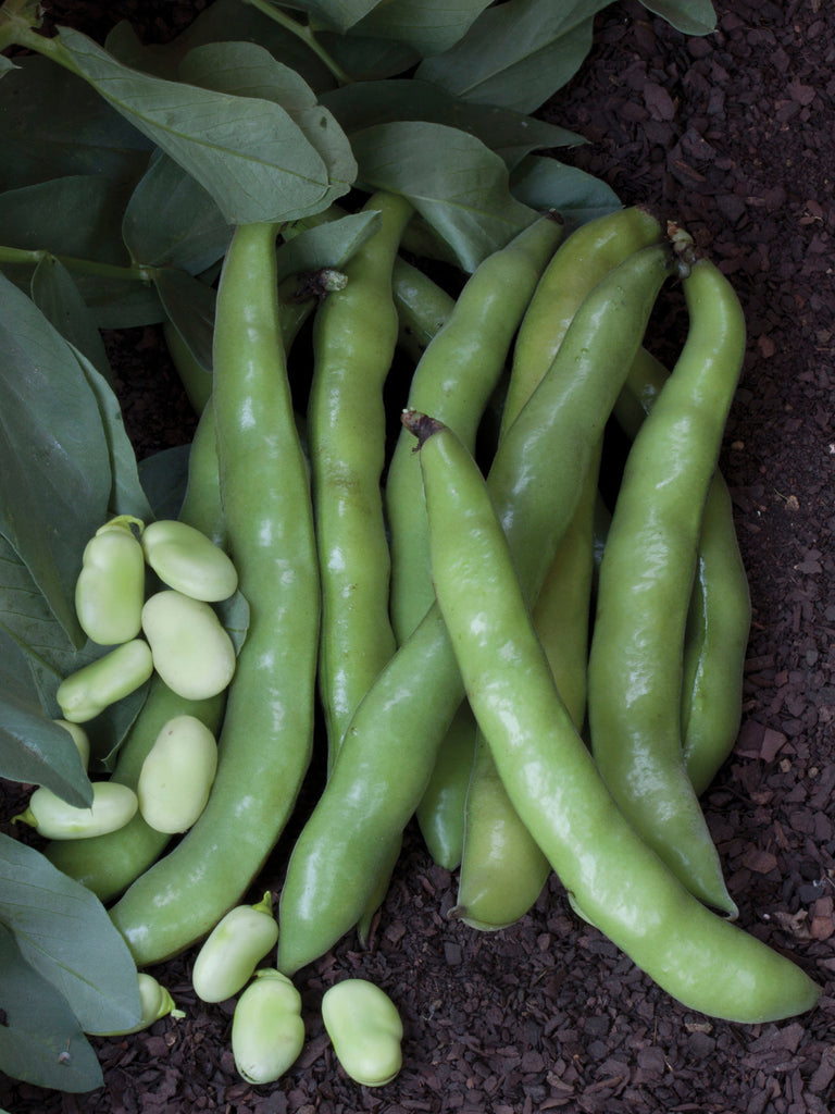 BROAD BEANS AQUADULCE