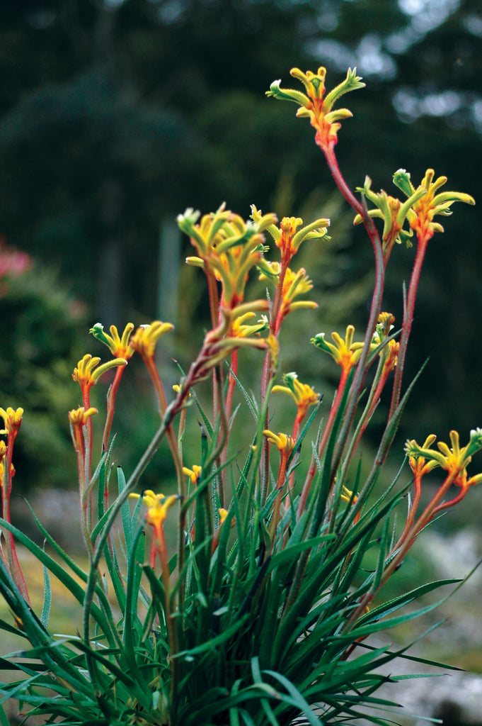 Anigozanthos Bush Tenacity