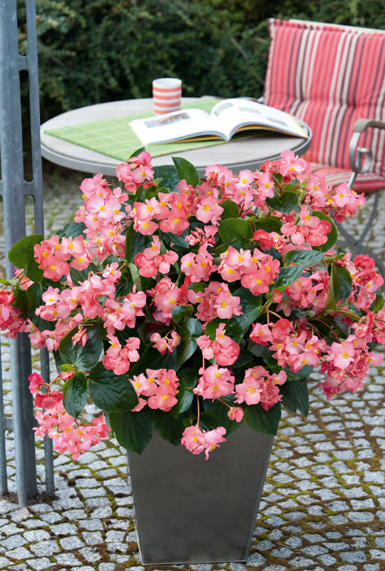 BEGONIA BIG GREEN LEAF ROSE