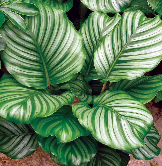 Calathea Orbiforlia