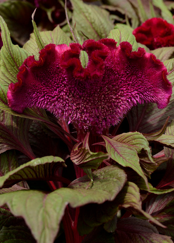 CELOSIA DRACULA