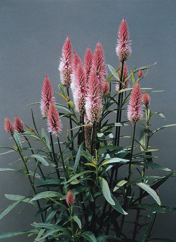 Celosia Flamingo Feather