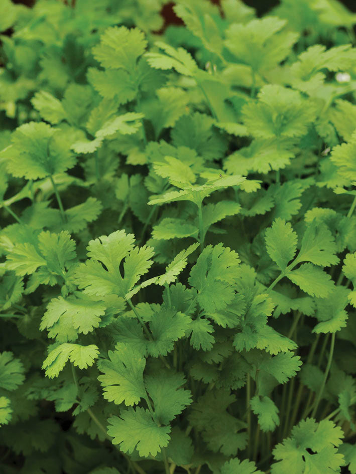 CORIANDER