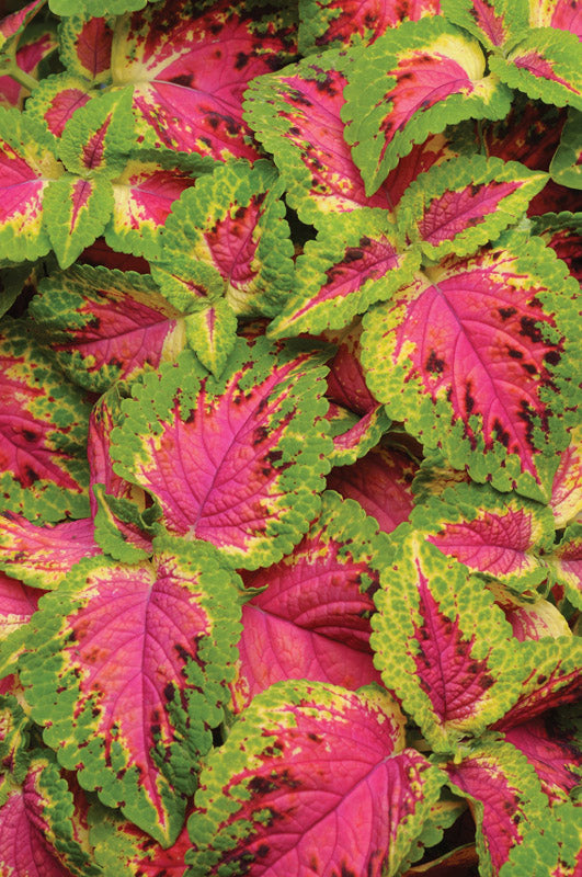 COLEUS PREMIUM WATERMELON