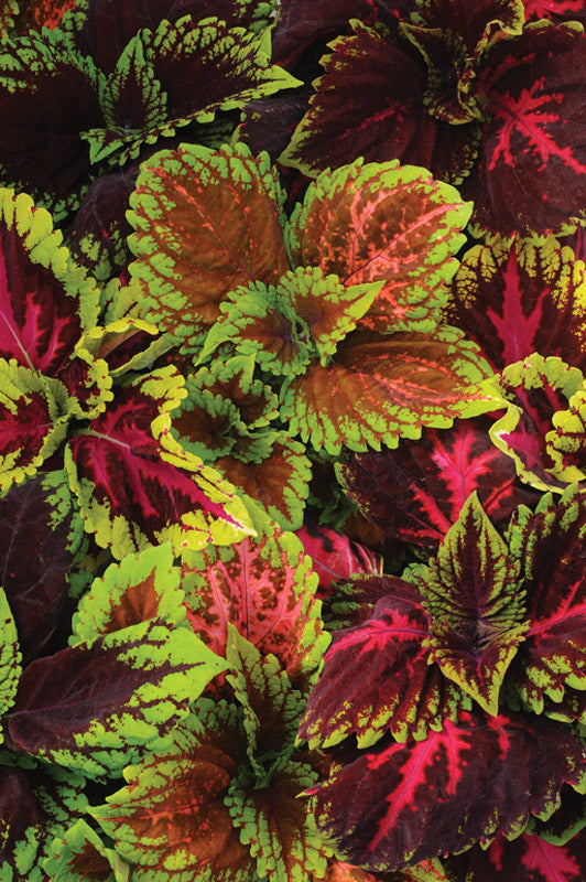 COLEUS KONG EMPIRE MIX