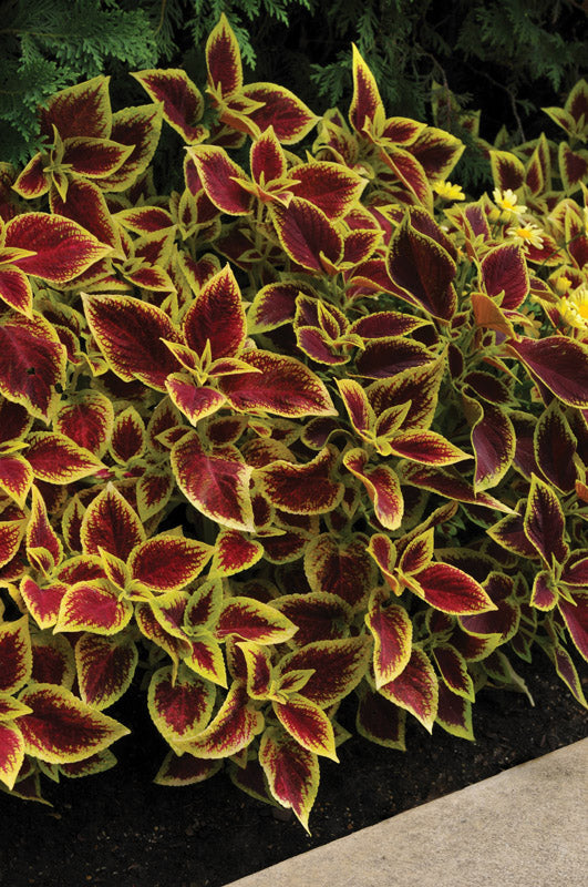 COLEUS PREMIUM CRIMSON GOLD