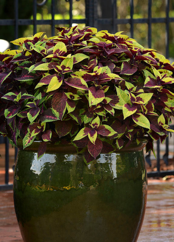 COLEUS PREMIUM PINEAPPLE SURPRISE