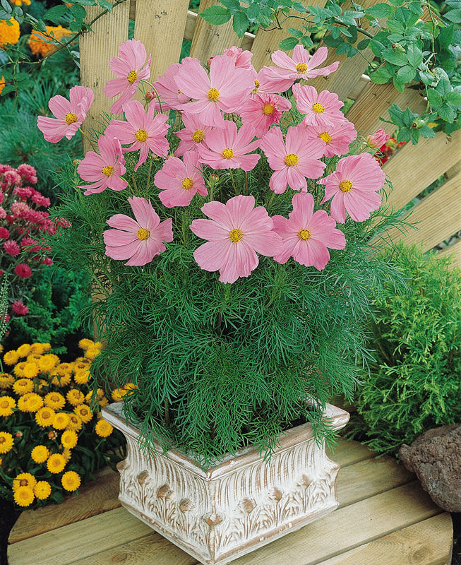 COSMOS SONATA PINK