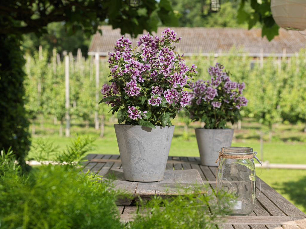 Cuphea Sweet Talk Lavender Splash Potted in Garden