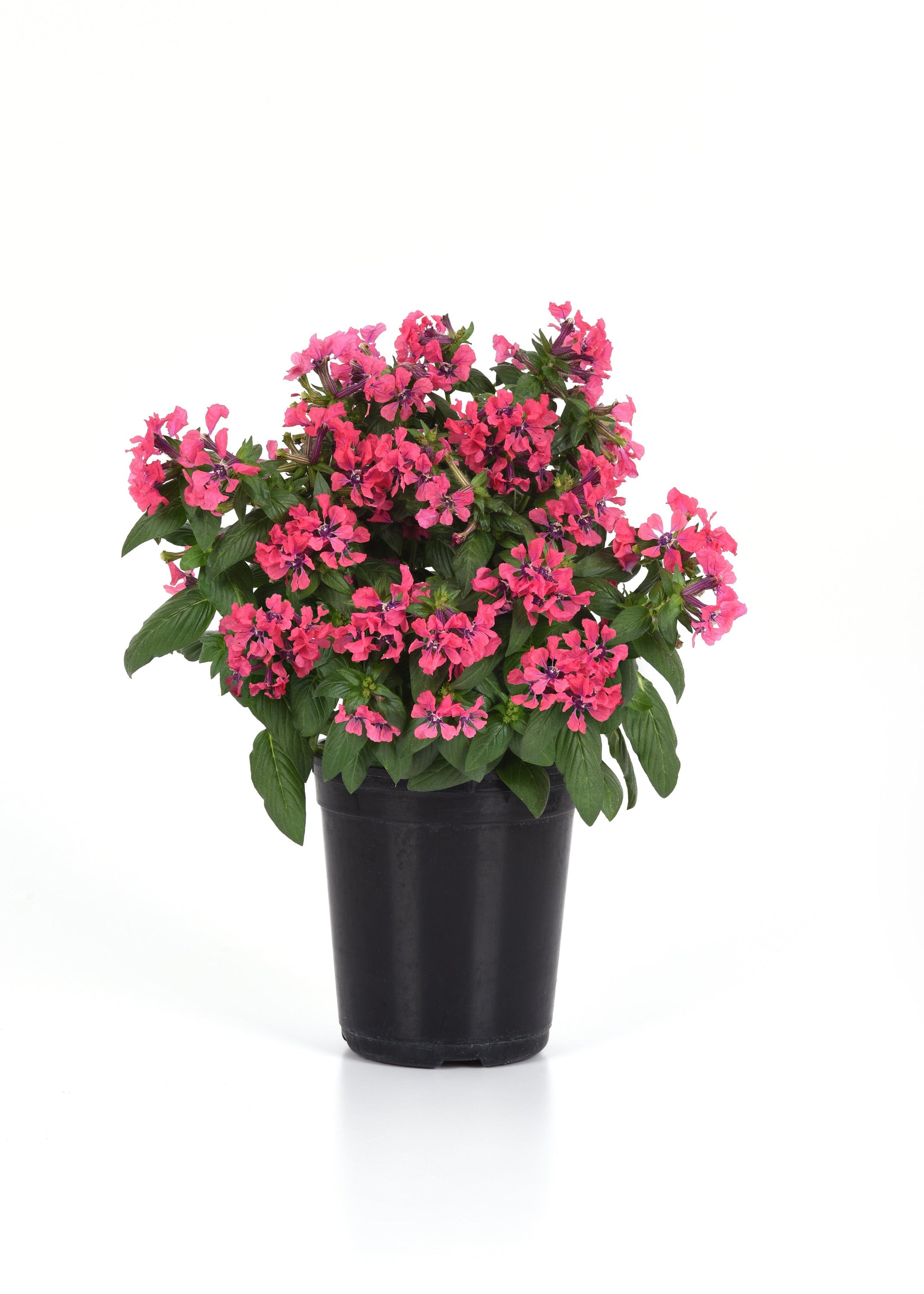 Cuphea Sweet Talk Deep Pink Seeds – GARDENING.co.za
