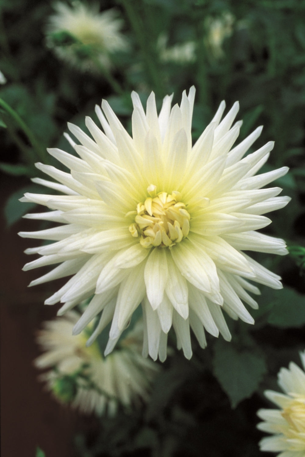 Hadeco Dahlia Cactus - Anja G.J. - 1 bulb