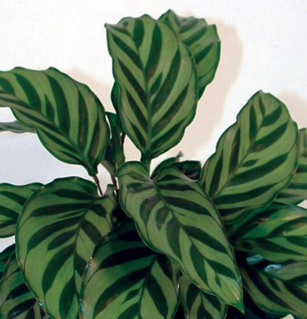 Calathea Louisae Freddy