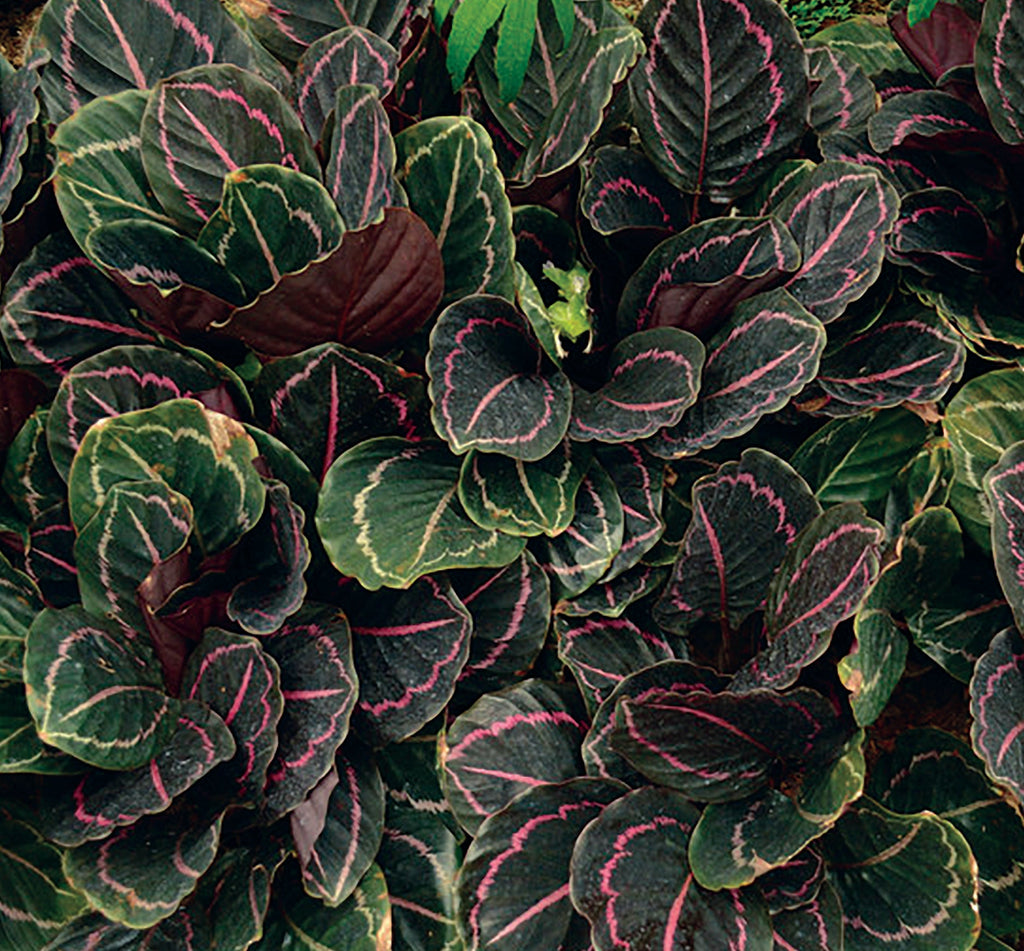 Calathea Illustris