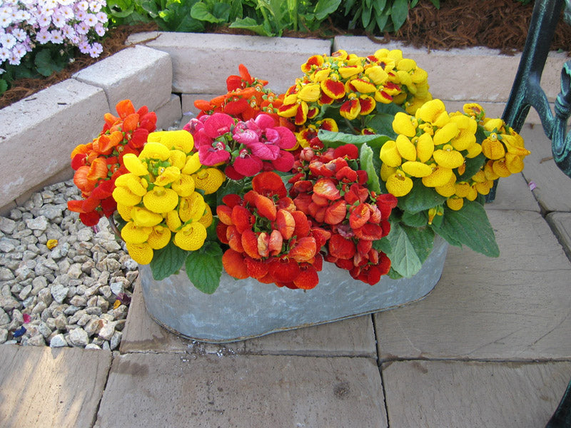 CALCEOLARIA F1 DAINTY MIX