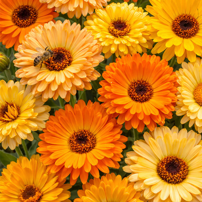 Calendula Pacific Beauty Mix orange and yellow flowers