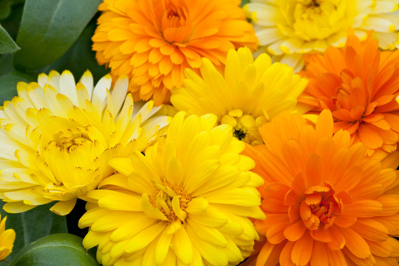 CALENDULA BON BON MIX