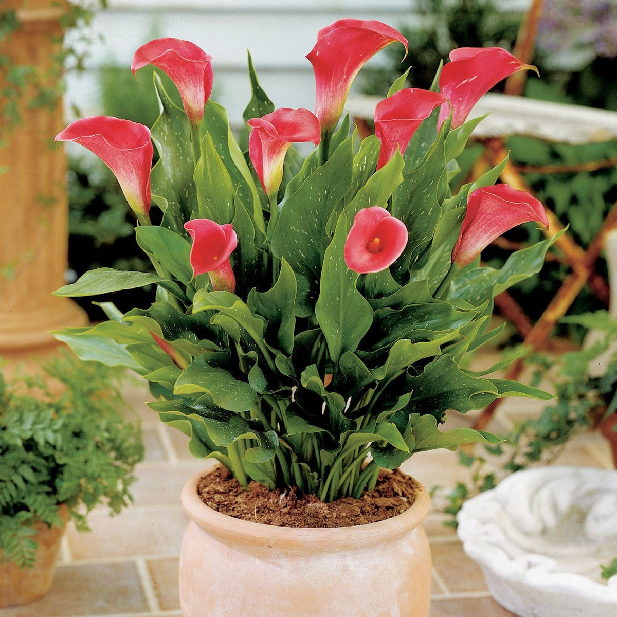 Hadeco Zantedeschia - Pink Persuasion - 1 bulb