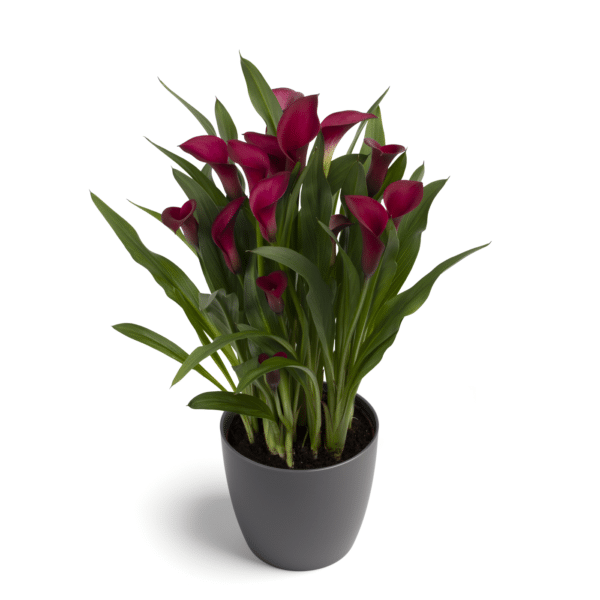 Hadeco Zantedeschia - Callafornia Red - 1 bulb