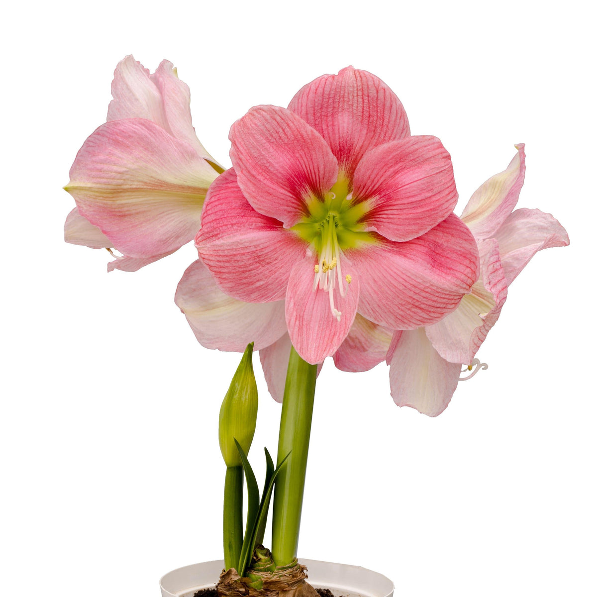 Hadeco Amaryllis Symphony Single - Candy Floss - 1 bulb
