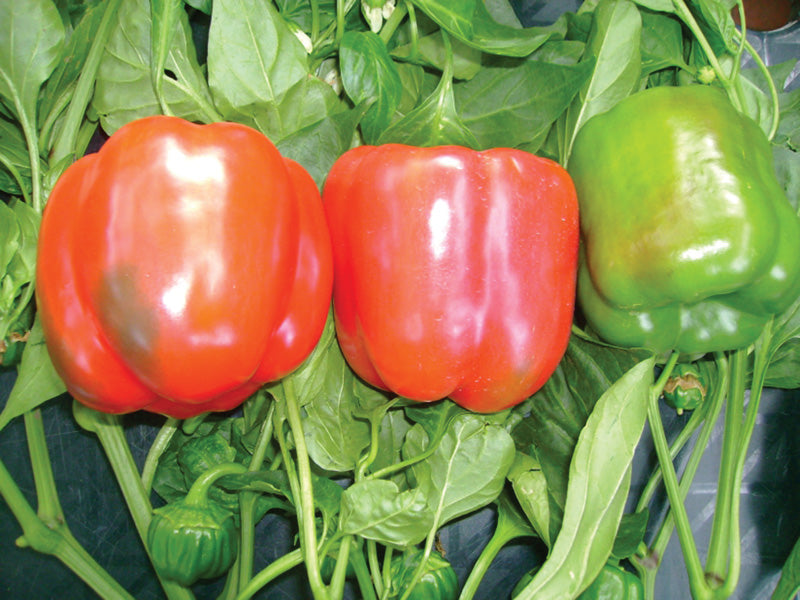 Capsicum Santorini Red Bell Pepper Seedlings