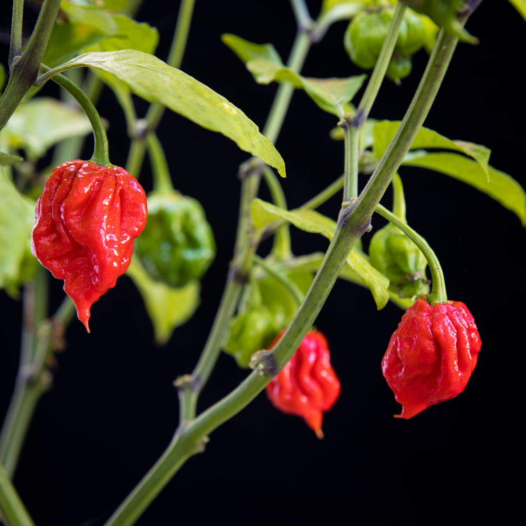 Capsicum Carolina Reaper Chili Seedlings