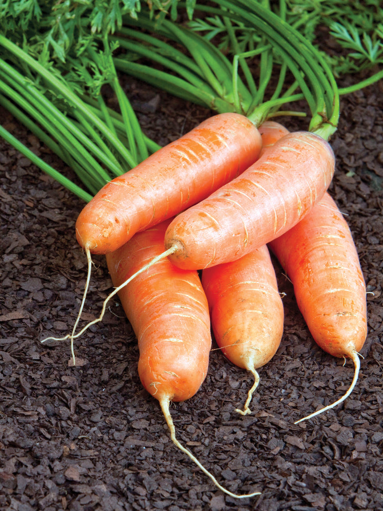 CARROT CAPE MARKET