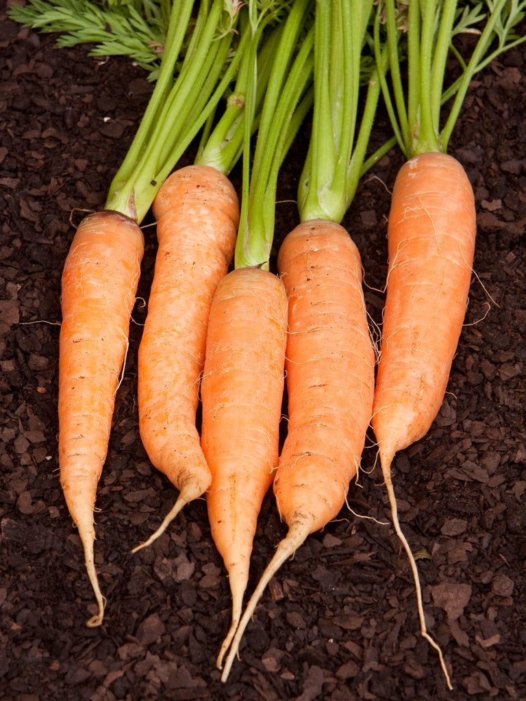 CARROT CHANTENAY KAROO