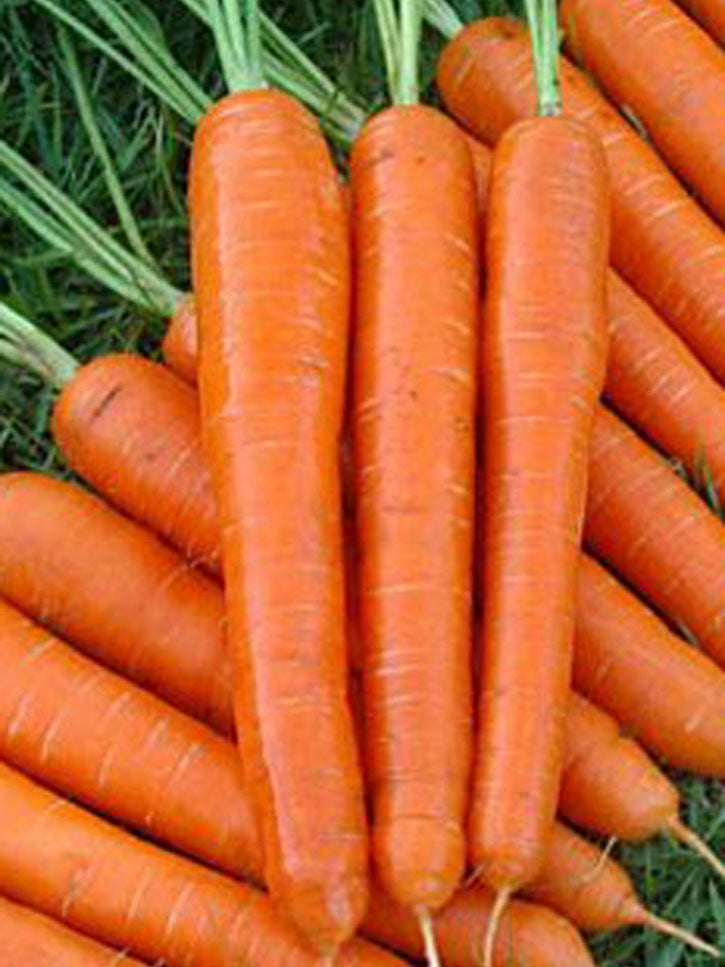 CARROT NANTES