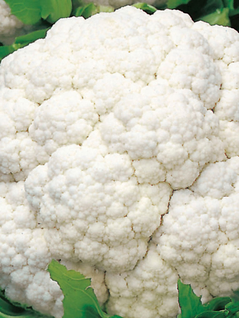 CAULIFLOWER WHITE SNOWBALL