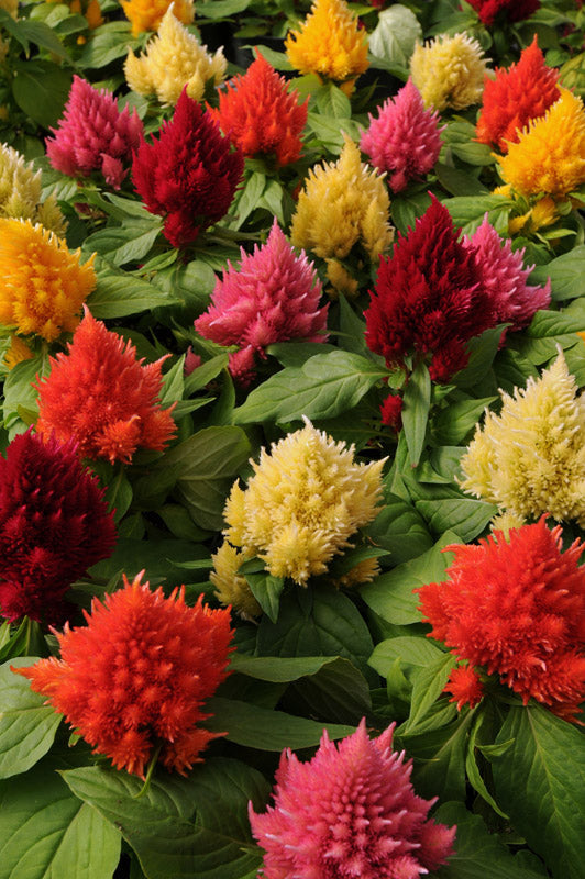 CELOSIA ICECREAM FORMULA MIX