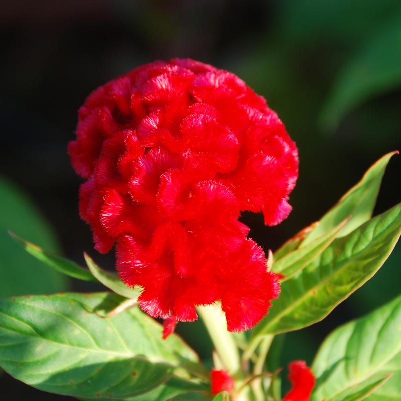 Celosia Chief Fire