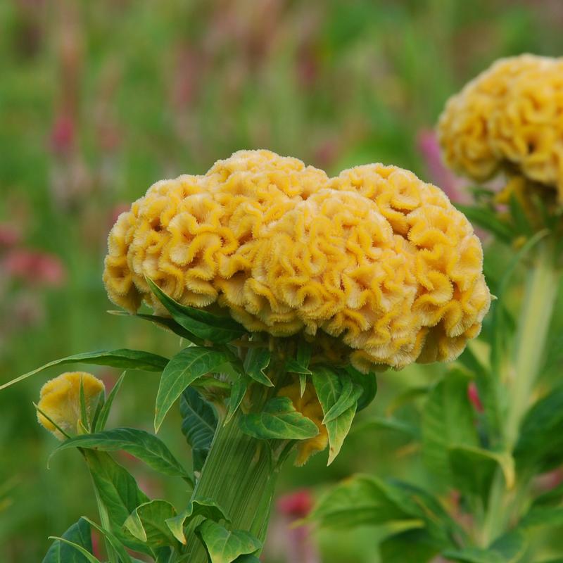 Celosia Chief Gold