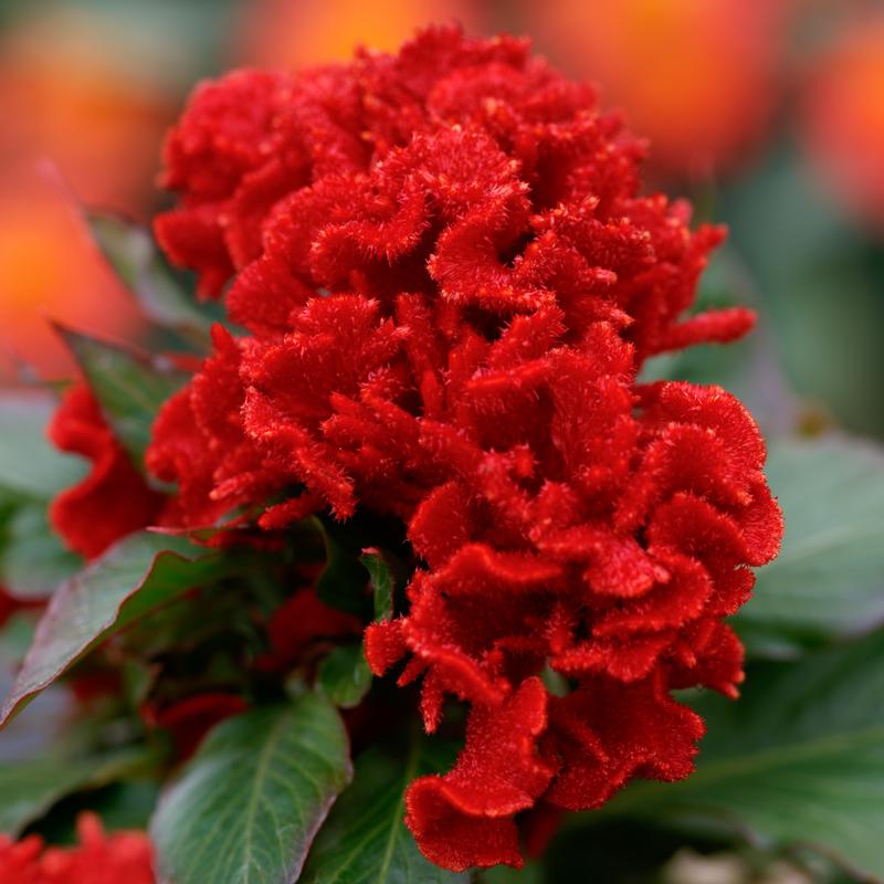 Celosia Chief Red