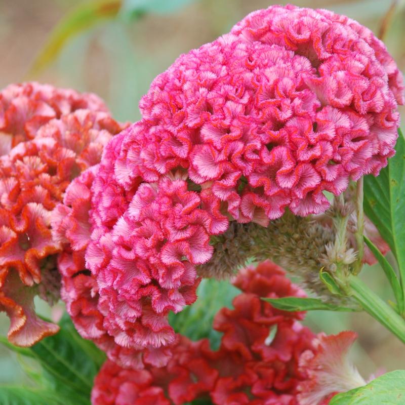 Celosia Chief Rose