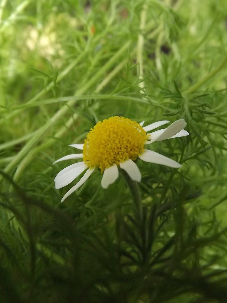 CHAMOMILE - MAYWEED