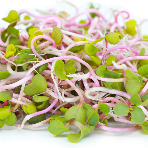 Ubuntuberg Radish China Rose Seeds