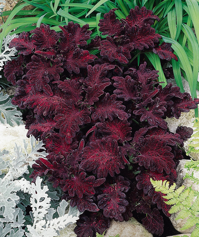 COLEUS BLACK DRAGON