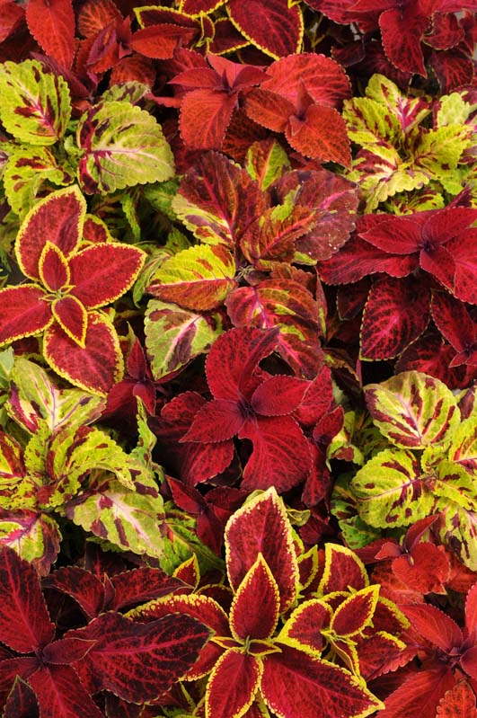 COLEUS WIZARD MIX