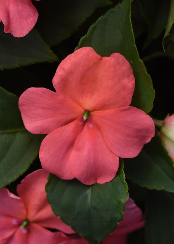 Impatiens Beacon Coral