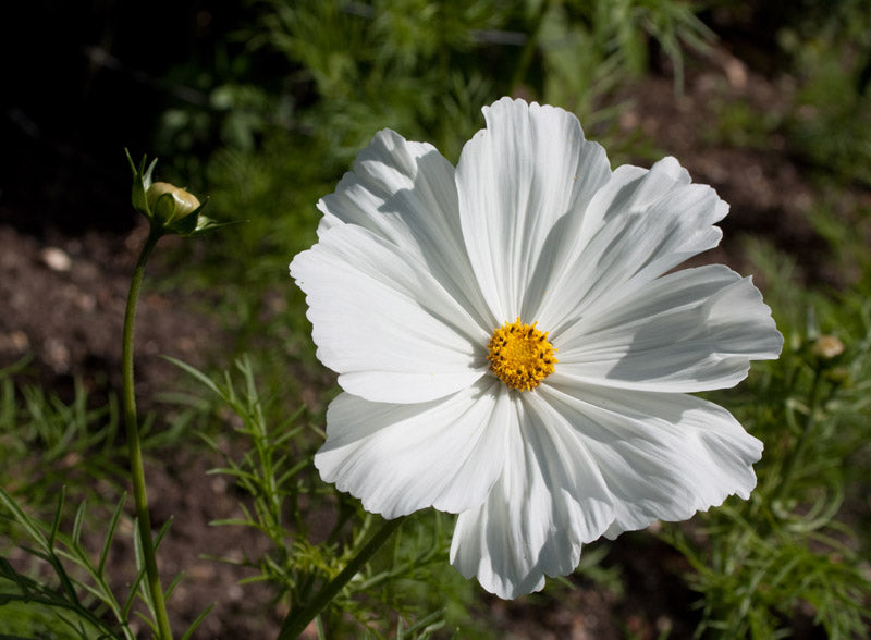 COSMOS SONATA WHITE