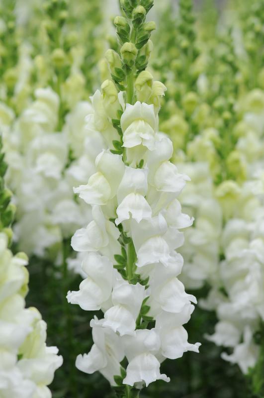 Antirrhinum Potomac White