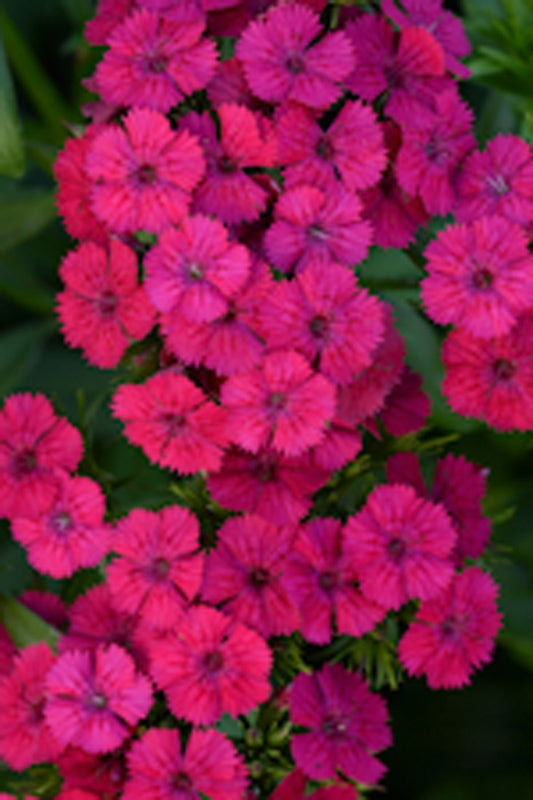 DIANTHUS JOLT PINK